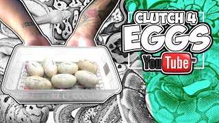 Collecting Ball Python Eggs ! Clutch #4 |Infinite Scales