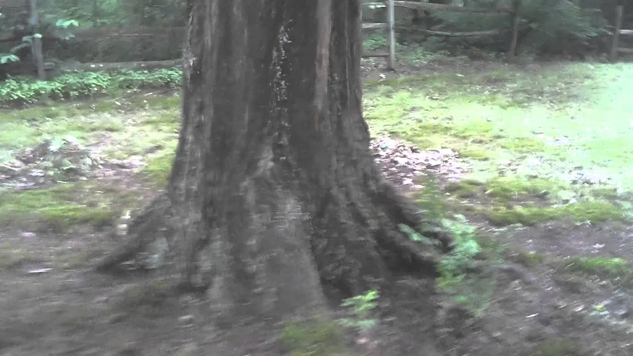Dawn redwoods grown in Ohio YouTube