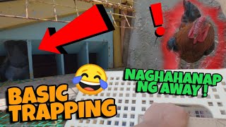 BEST WAY TO TRAP PIGEONS ISANG TULAK PASOK AGAD ANG KALAPATI MO | MASAMA ANG GISING NI BOSS WARDEN