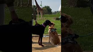 My Dogs Meet Wild Zoo Animals!
