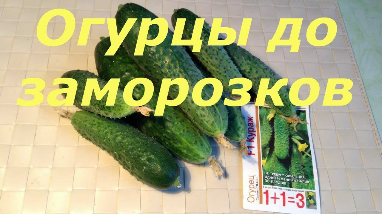 226. ОГУРЦЫ ДО ЗАМОРОЗКОВ