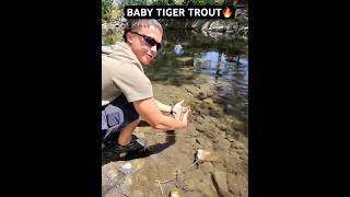 Tiger trout action! #viral #fishing #like #subscribe #trending #trout #reels #highlightreel #fish