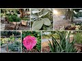 Summer Tour Of Our Gardens (Rose, Herbs, Succulents, Kitchen)