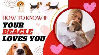 How To Know If Your Beagle Loves You  Signs Your Beagle Likes You