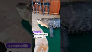 Download Lagu Ruzie om alligator als huisdier 16/03/2024 MP3