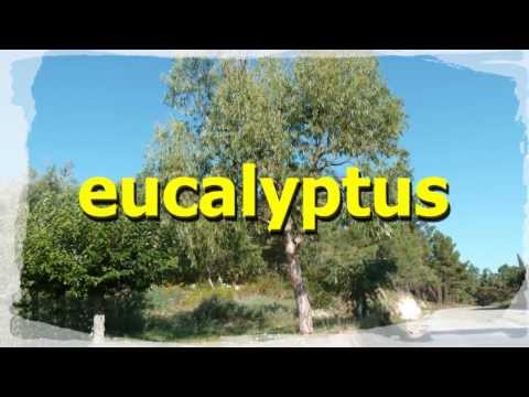 Vidéo: Plantes d'arbres d'eucalyptus : Quand & Comment tailler l'arbre d'eucalyptus