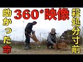 【360°映像】噛み犬・野犬達の群れ！処分寸前で助かった犬達の素顔を見てください！