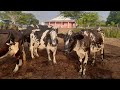curral de vacas leiteirasna fazenda jurema 03/01/2022