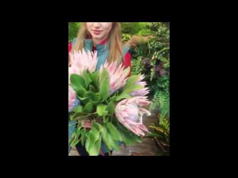Video: Protea blomst - afrikansk rose