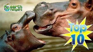 Top 10 Animal Moms ❤️ | Earth Rangers