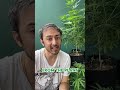 How to get rid of thrips on my plants ?