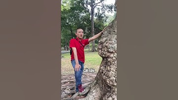 Định giá cây nu gỗ gõ đỏ cực quý hiếm | Sơn Sập Gỗ