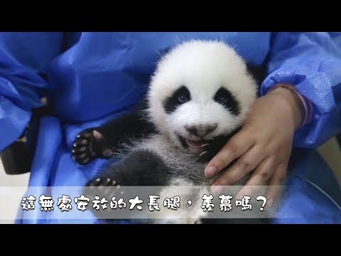 《熊貓早晚安》這無處安放的大長腿，羨慕嗎？| iPanda