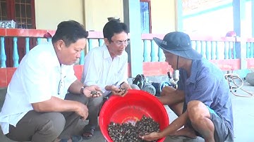 HIỆU QUẢ MÔ HÌNH NUÔI SÒ HUYẾT