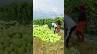lauki harvesting #funny #duet #comedy #grow #farming #fouryoupage #viralvideo #watch #kishan #kishan