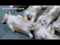 Cute corgi puppies part 7 run in dream / 夢の中で走るコーギー 子犬 お昼寝 20130706