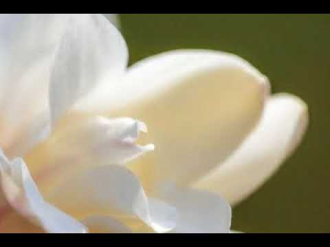 [TJ노래방라운지] 하얀목련 - 양희은