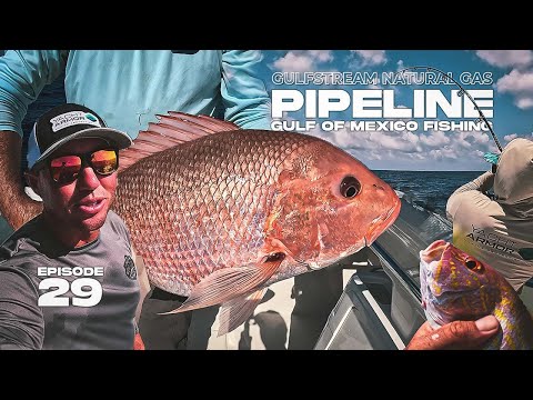 Red Snapper, Fishing the Gulfstream Pipeline | Tampa-Mobile Pipeline Fishing | Offshore