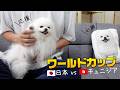 愛犬ポメラニアンと一緒にワールドカップを観戦すると起こること
