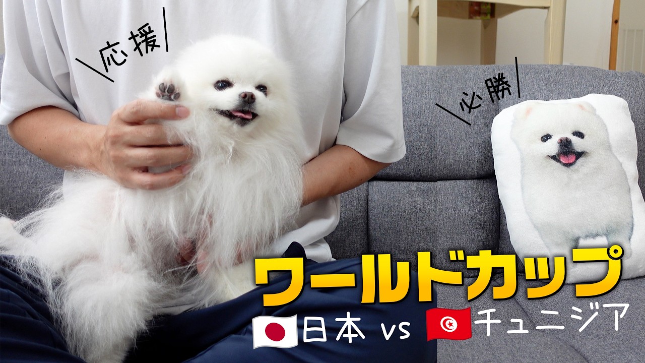愛犬ポメラニアンと一緒にワールドカップを観戦すると起こること