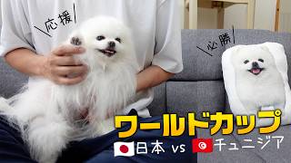 愛犬ポメラニアンと一緒にワールドカップを観戦すると起こること