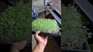 fresh and organic microgreens