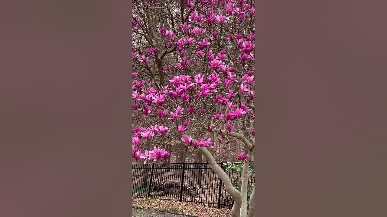 Virginia garden tour, March 2020 YouTube
