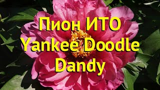 Пион ито Янки Дудл Денди. Краткий обзор, описание характеристик paeonia itoh Yankee Doodle Dandy