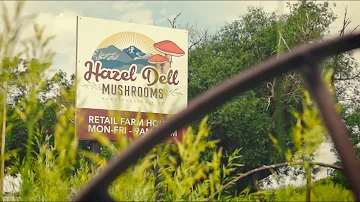 Hazel Dell Mushrooms ~ Colorado Agriculture