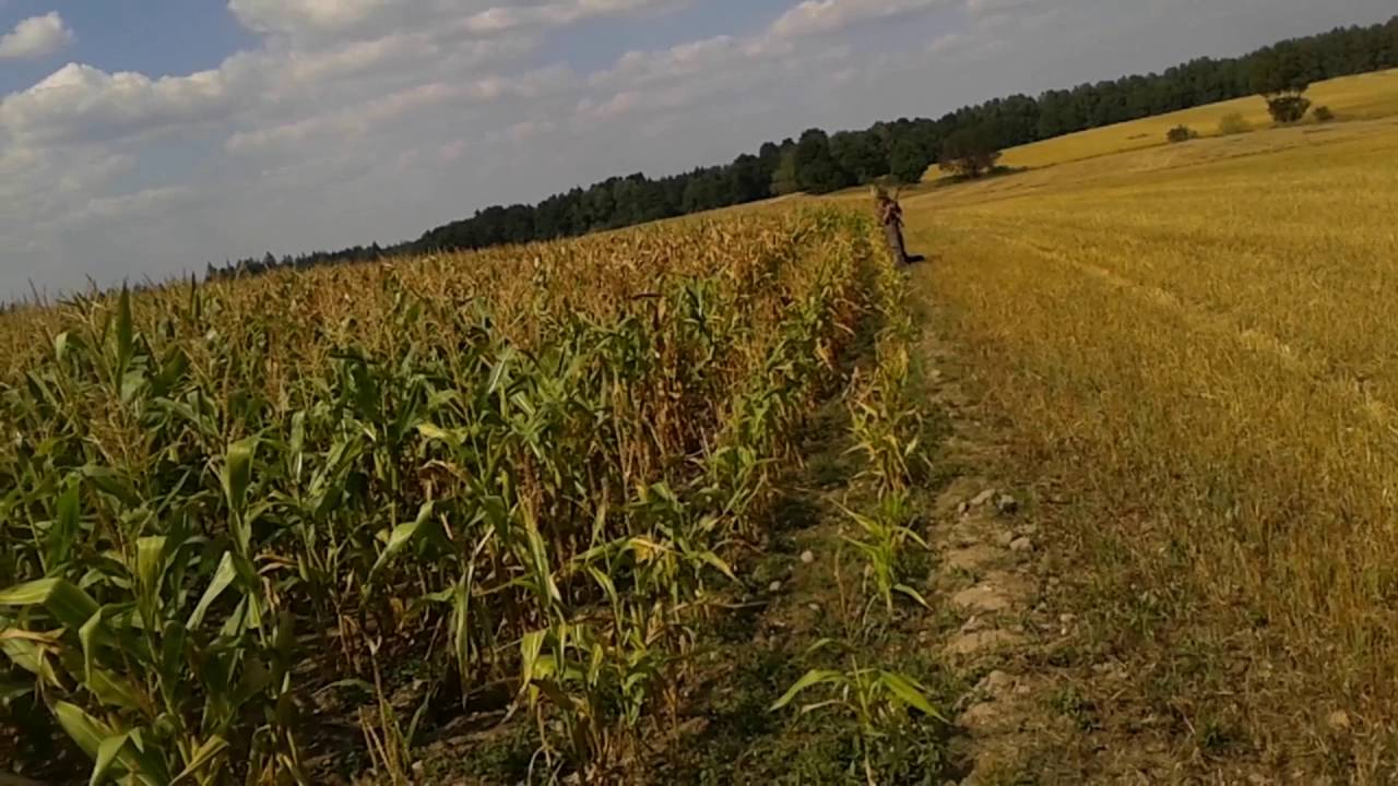 Naháňka Nové Hrady 22.8.2015