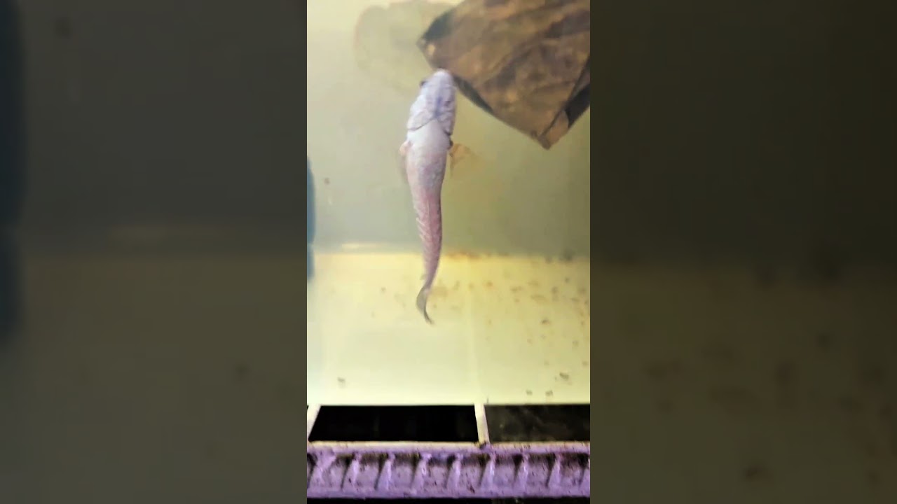 Part1: New Member of the family, Channa Kalimaya RSP and Channa SHF Andrao