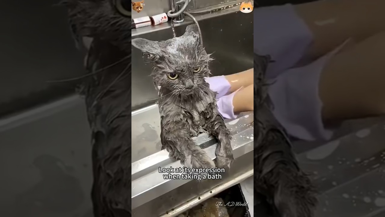 Забавные видео с котами 🤣 