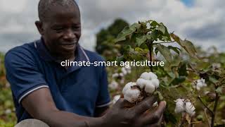 The Theory of Change Behind Cotton made in Africa
