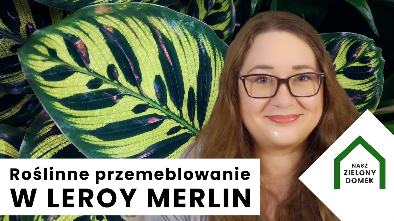 Rośliny w Leroy Merlin - przegląd półek i nowości roślin doniczkowych w marketach PLANT SHOP TOUR
