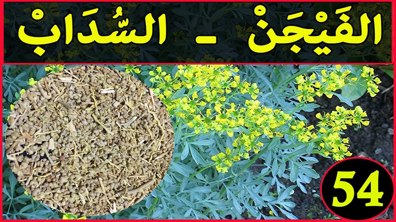 السداب العشبة 54 من السلسلة التعريفية بالعشاب الموجودة في المغرب الفيجن