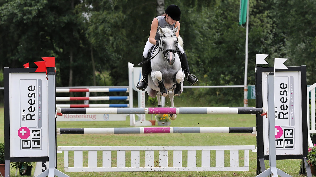 WM Safi: Vollblut Araber Hengst zeigt Freiheitsdressur / Purebred Arabian stallion Liberty Dressage