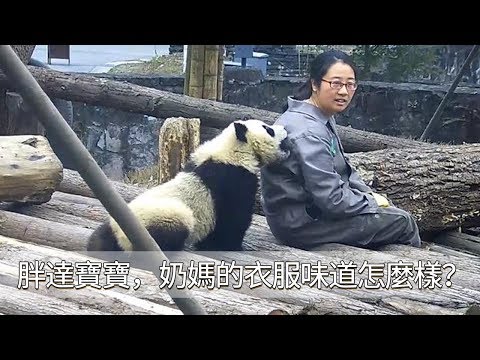 《熊貓早晚安》胖達寶寶，奶媽是要背背，不是要你嚐嚐衣服味道啦〜 | iPanda