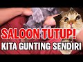 Saloon tutup musim PKPB | Tips anak kucing mudah disusukan