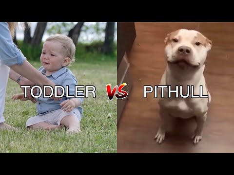 Pitbull vs Toddler