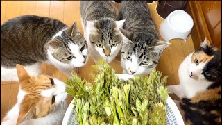 猫とタラの芽祭り。