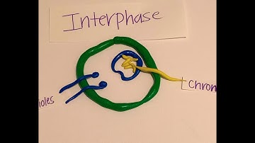 Stop motion video mitosis animation project