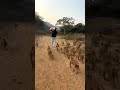 🥺🥹 माँ के बिना बच्चे का जीवन कैसा होता है यहाँ से पता चलता है #viral #please #monkey #trending