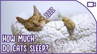 Is Your Cat Sleeping Too Much! - Normal Sleep Patterns for Cats