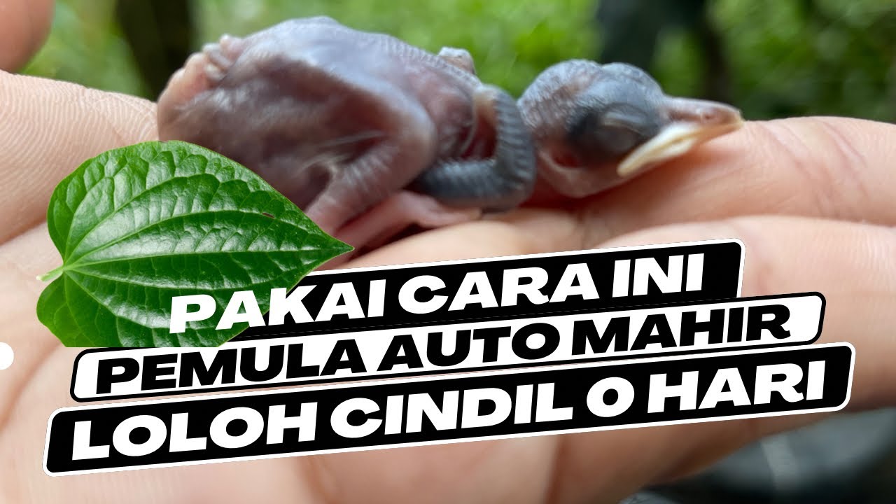 CARA PALING AMAN LOLOH CINDIL MURAI 0 -1 HARI BISA SEHAT SAMPAI NANGKRING