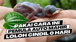 CARA PALING AMAN LOLOH CINDIL MURAI 0 -1 HARI BISA SEHAT SAMPAI NANGKRING