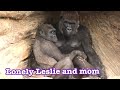 Gorilla 💎 family missed daddy🌟daddy has health check up🌷 San Diego Safari Park