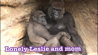Gorilla  family missed daddydaddy has health check up San Diego Safari Park