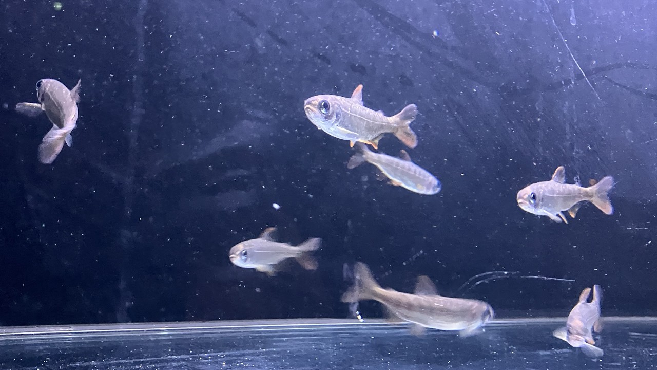 水槽を泳ぐキングサーモン稚魚たち④(2026.2.27)