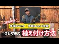 【園芸】クレマチスを鉢へ植え付けよう