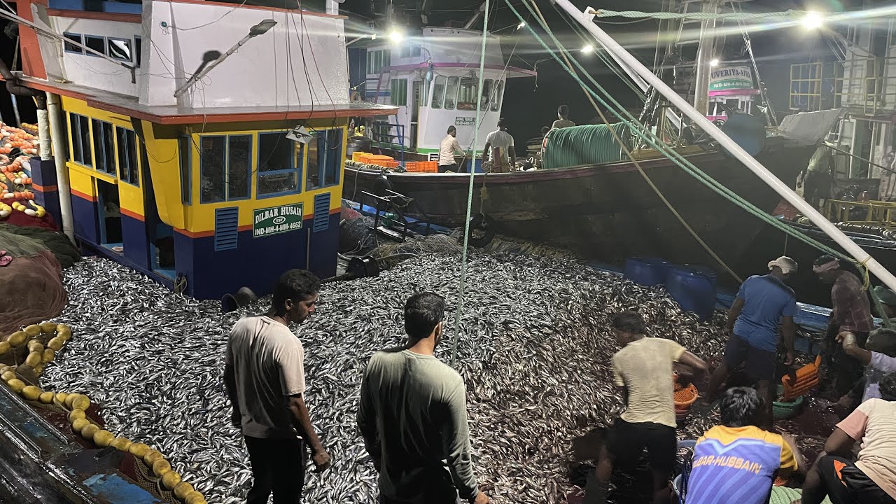 कोकणात मध्यरात्री पर्यंत चालणारा माश्याचा लिलाव | साखरी नाटे राजापुर | Biggest Fish Auction